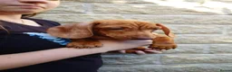 Miniature Dachshund dogs for sale: Beautiful Miniature Puppy Dachsung  - Advert 14