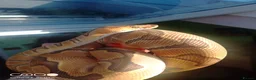 Python Snake reptiles for sale: (F) Enchi Clown Python Regius - ball/royal python in Sheffield - Advert 5