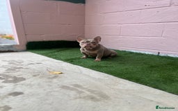 French Bulldog dogs for sale: Micro newshade Isabella & tan French bulldog male - Image 3