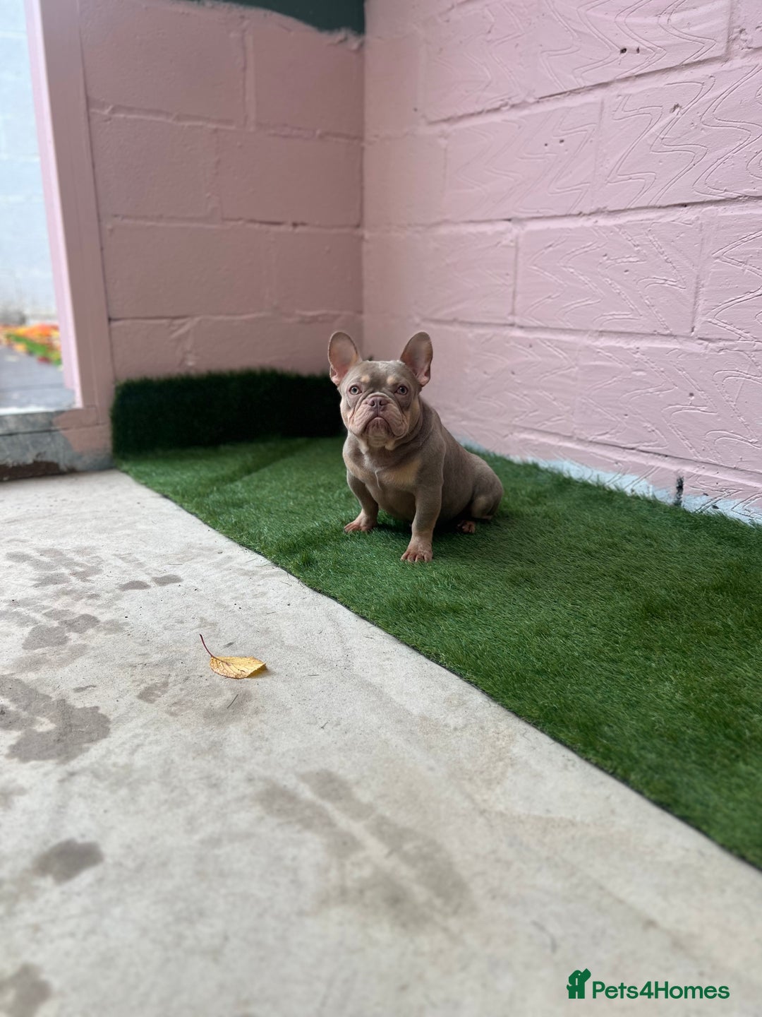 French Bulldog dogs for sale: Micro newshade Isabella & tan French bulldog male - Image 3