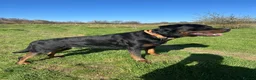 Mixed Breed dogs for stud: Male Mastweiler for Stud!! - Advert 4