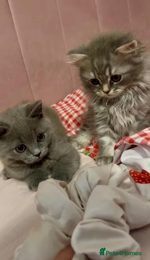 British Shorthair cats Two British Shorthair and Longhair boys - Advert 2