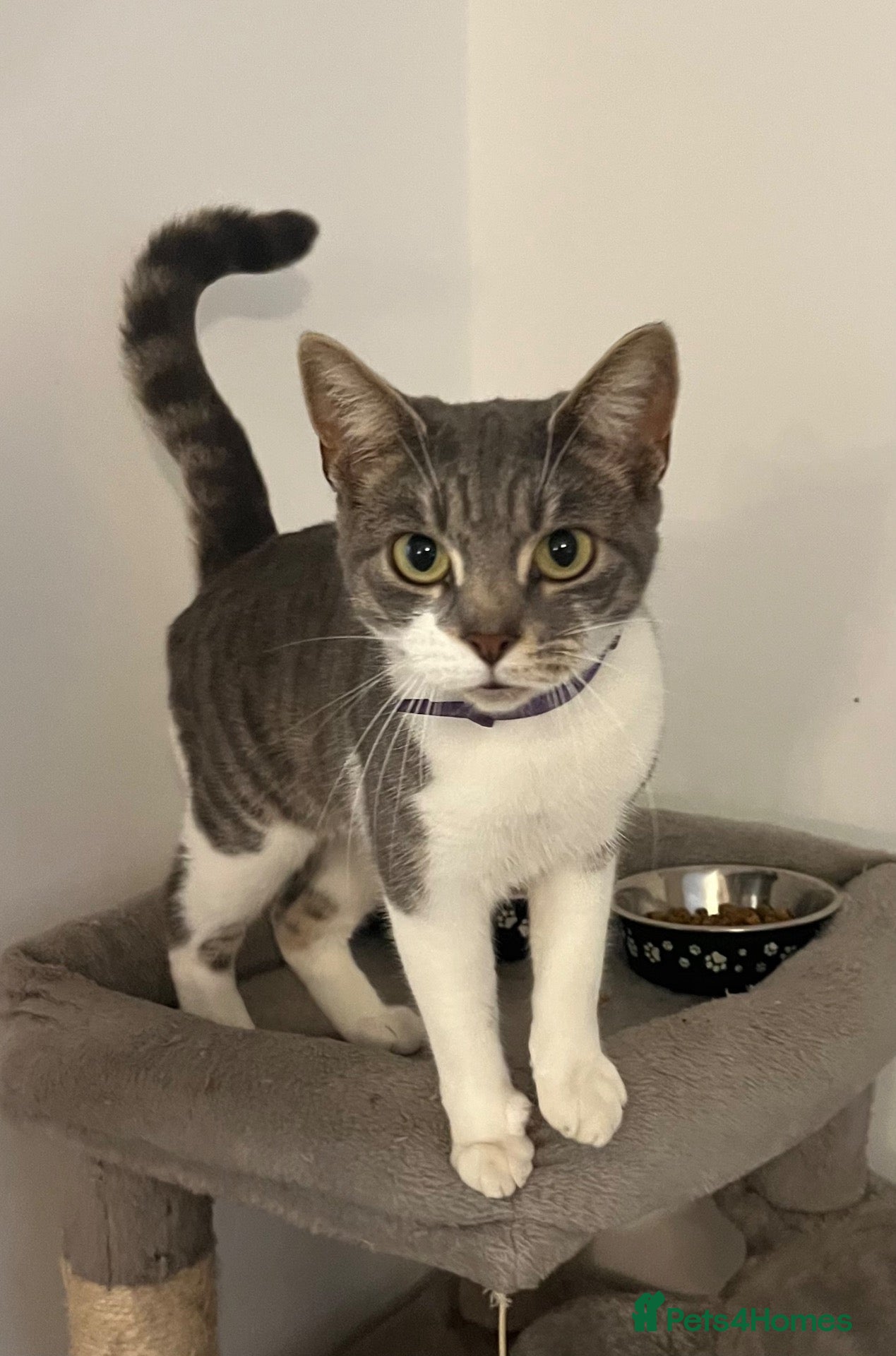 Mixed Breed cats Peggy Sue 2 years old spayed female  - Advert 2