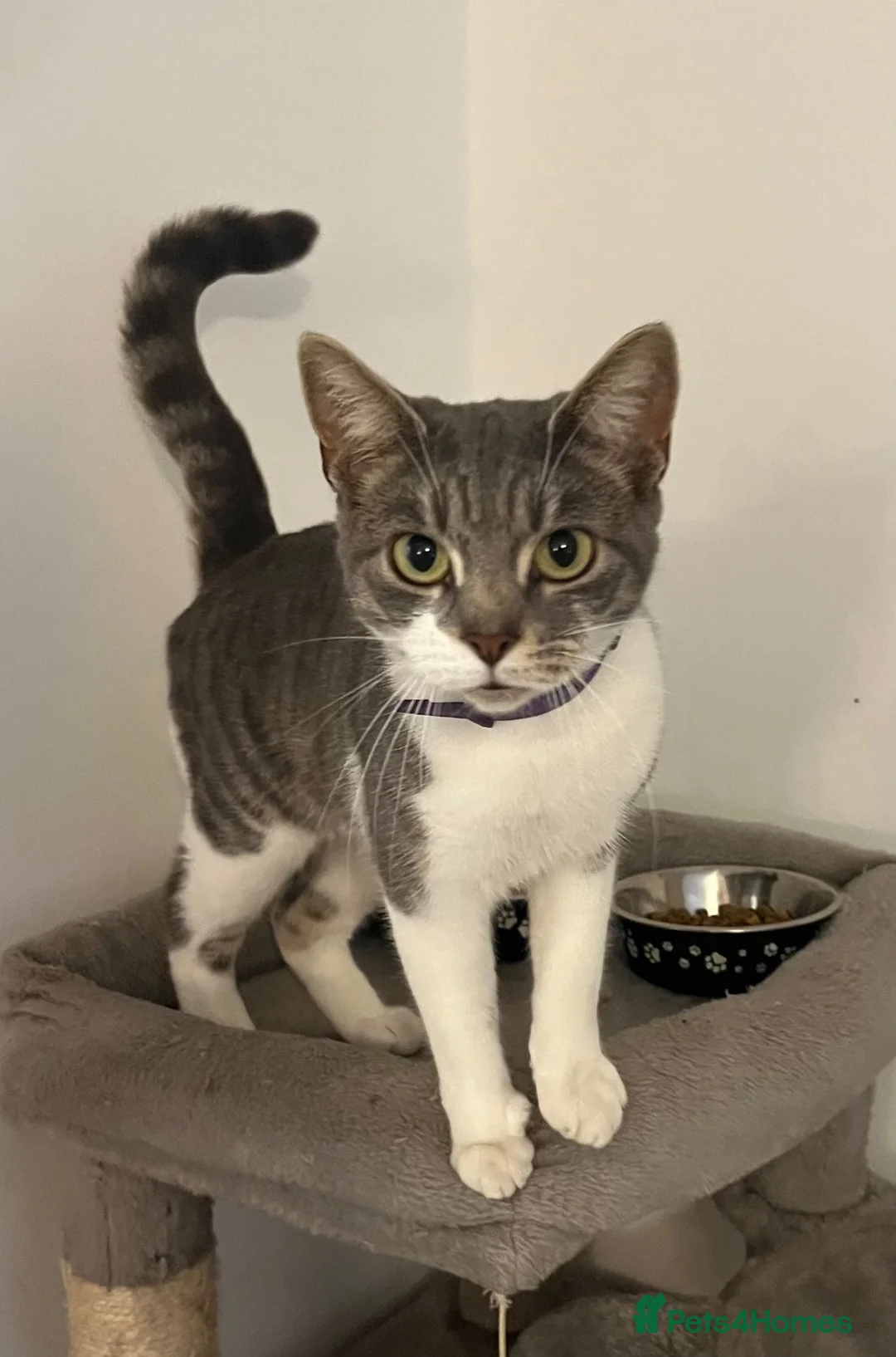 Mixed Breed cats for sale: Peggy Sue 2 years old spayed female  - Advert 1