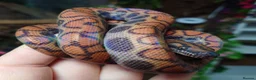 Boa Snake reptiles for sale: Female Brazilian Rainbow Boa - Advert 4