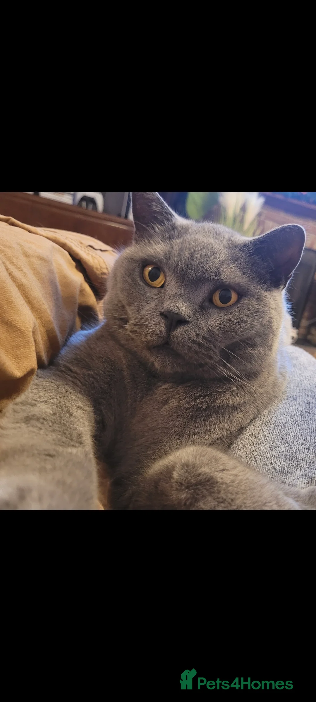 British Shorthair cats for sale: Loving British Shorthair Cat 7yo, GCCF registered  - Advert 1