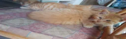 Mixed Breed cats for sale: Four Female Ginger kittens  - Advert 5