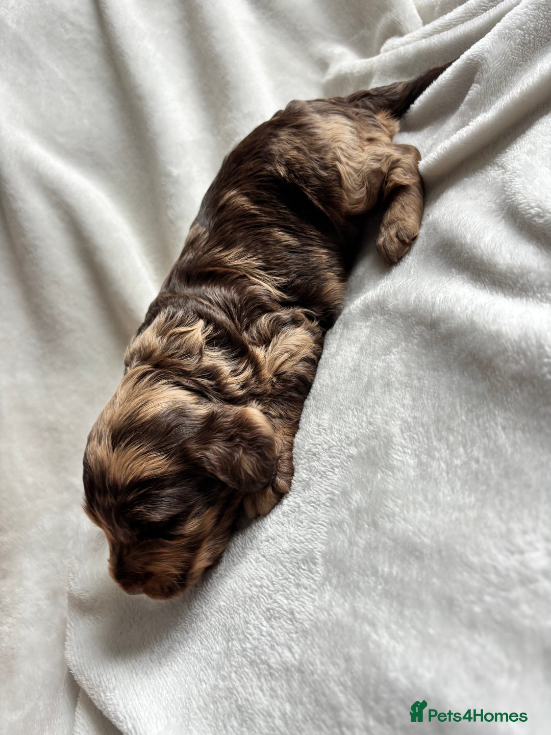 Cockapoo dogs for sale: F1 COCKAPOO  - Image 6