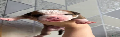 Alapaha Blue Blood Bulldog 2