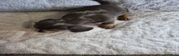 Miniature Dachshund dogs for sale: Miniature Dachshund puppies - Advert 19