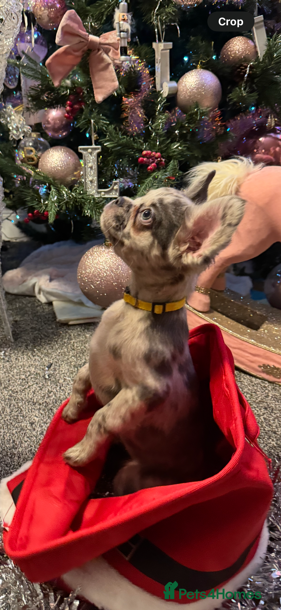 French Bulldog dogs for sale: KC registered! Fluffy frenchies PRICE DROPPED  - Advert 20