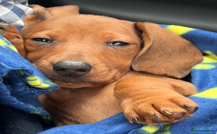 Dachshund dogs - Advert 1