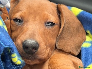 Dachshund dogs 🐾 Dachshund Puppies🐾 - Advert 7