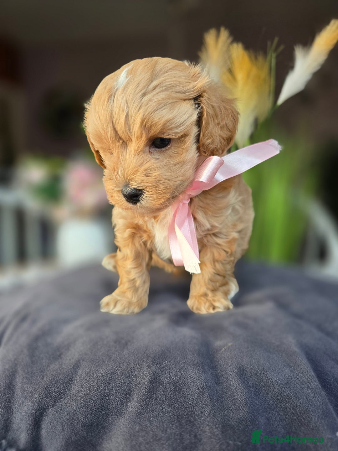 Maltipoo dogs for sale: LAST 🩷 BOY  looking forever home 🏡 😍  - Image 16