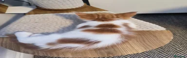 Brown boy 