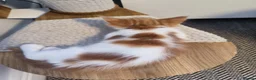Maine Coon cats for sale: Maine coon MIX kittens  - Advert 20