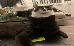 European cats for sale: Fluffy Kittens  - Image 10