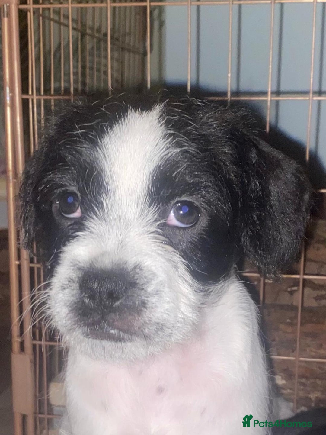 Mixed Breed dogs for sale: Frenchie cross - Advert 1