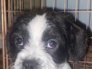 Mixed Breed dogs Frenchie cross - Advert 7