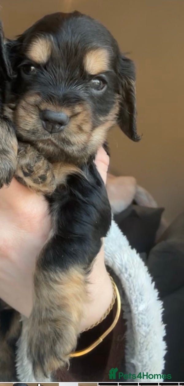 Cocker Spaniel dogs 100% sable show cockers  - Advert 10