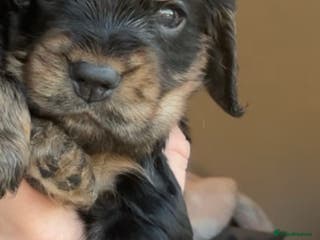 Cocker Spaniel dogs 100% sable show cockers - Advert 10