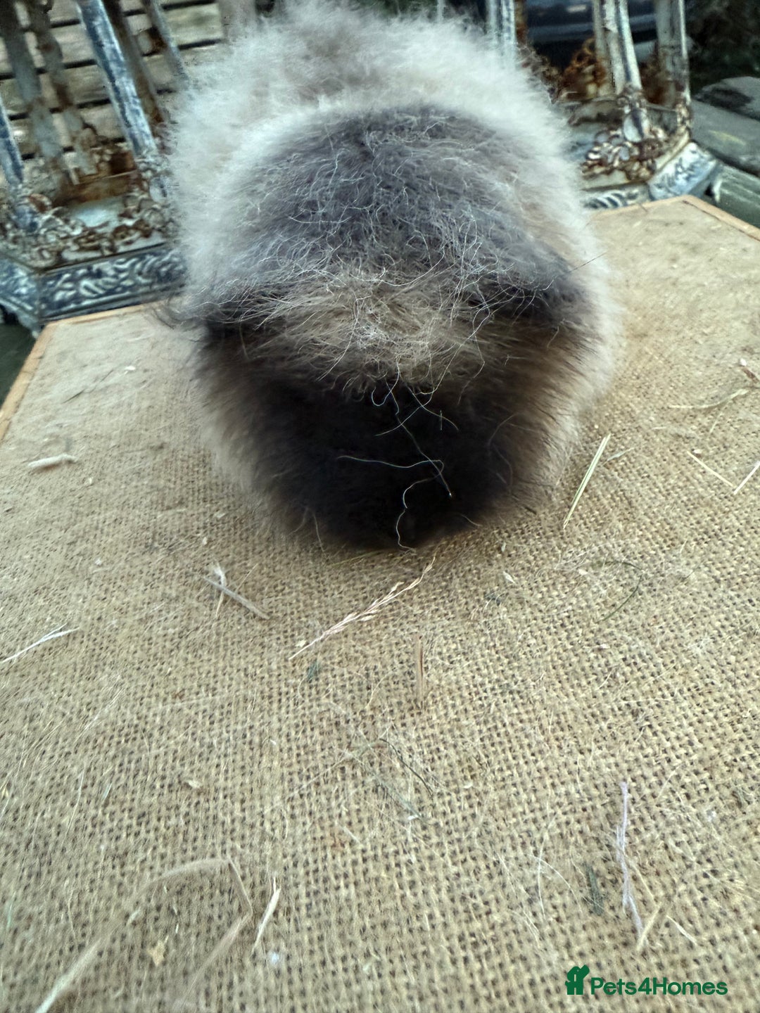 Guinea Pig rodents for sale: Pure bred California & Swiss guineapigs  - Advert 13