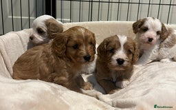 Cavapoo dogs for sale: 🐶🐩ADORABLE MINIATURE CAVAPOOS🐩🐶 - Image 23