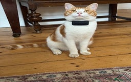 Mixed Breed cats for sale: Big kitten needs new home - Image 2