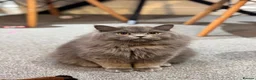 British Longhair cats for sale: British Longhair ACTIVE  - Advert 2