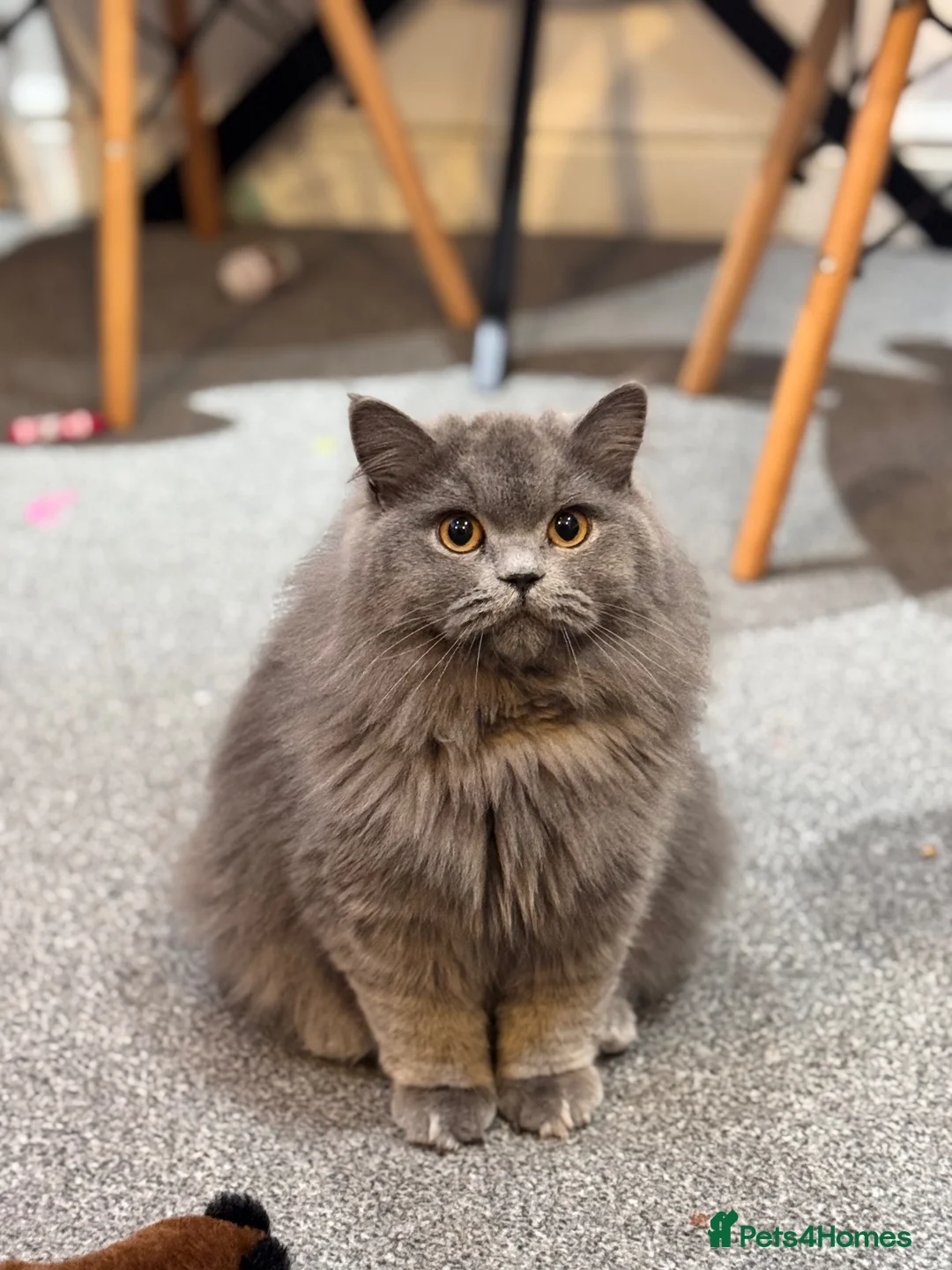 British Longhair cats for sale: British Longhair ACTIVE  - Advert 2