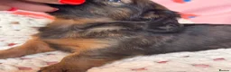 Dachshund dogs for sale: Long & Short haired Sable crea Dachshund puppies  - Advert 17