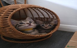 Mixed Breed cats for sale: Kittens ready to go to there forever homes - Image 2