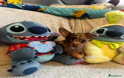 Mixed Breed dogs for sale: Chihuahua x  - Image 9