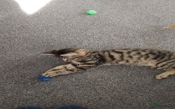 Mixed Breed cats for sale: 2 male kittens  - Image 8