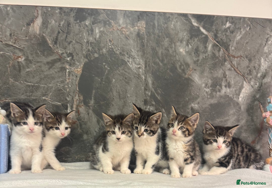Mixed Breed cats for sale: Kittens  - Advert 5