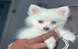 Pomchi dogs for sale: Beautiful Fluffy Pomchi Last Boy - Image 39
