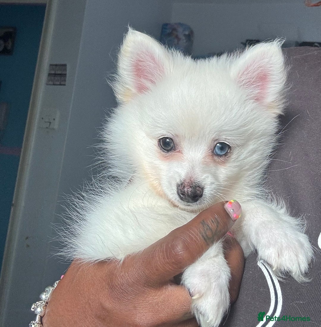 Pomchi dogs for sale: Beautiful Fluffy Pomchi Last Boy - Image 39