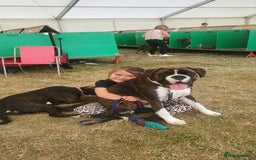 Boxer dogs for sale: Top Quality Boxer Puppies - Image 14
