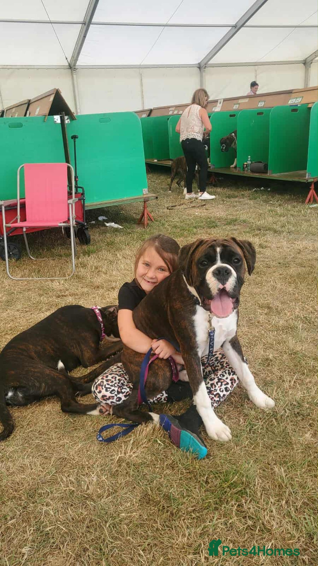 Boxer dogs for sale: Top Quality Boxer Puppies - Image 14