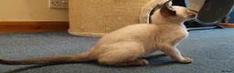 Siamese cats for sale: Seal Point Siamese Boy - Advert 6