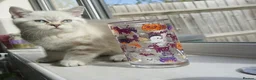 British Shorthair cats for sale: British Shorthair Kittens - Advert 5