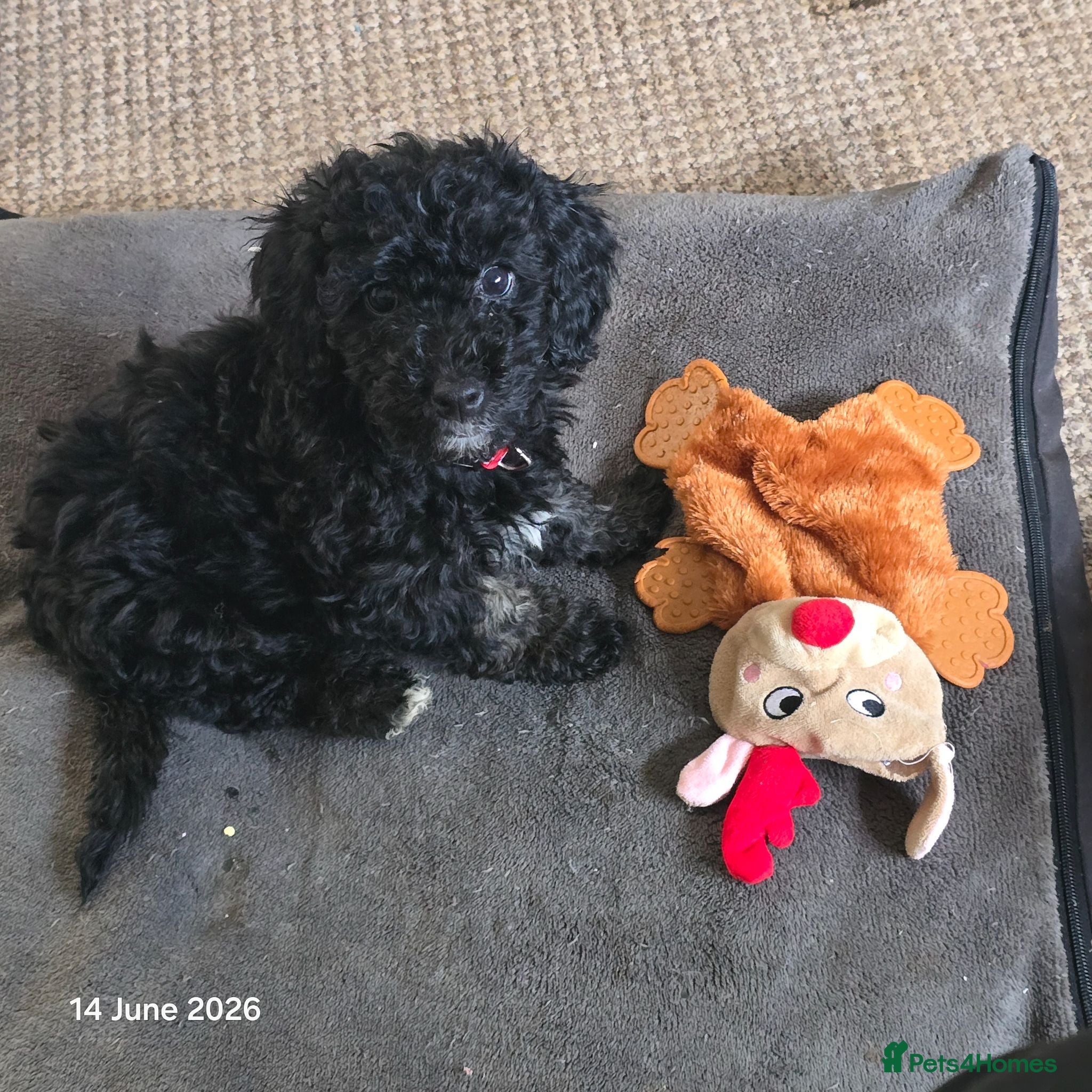 Mixed Breed dogs Black cockapoo  - Advert 13