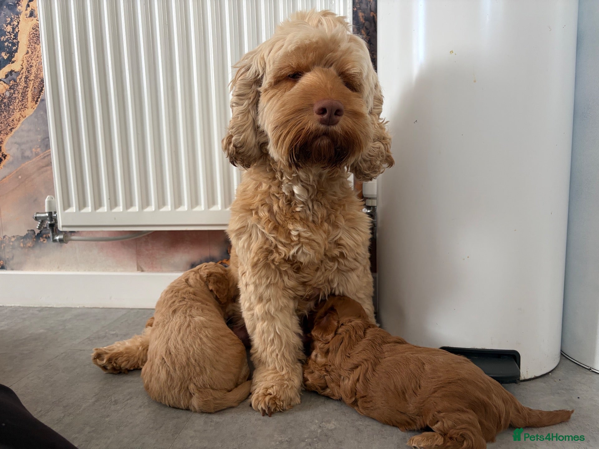 Cockapoo dogs  Beautiful 9-Week-Old Cockapoo Puppy  - Advert 1