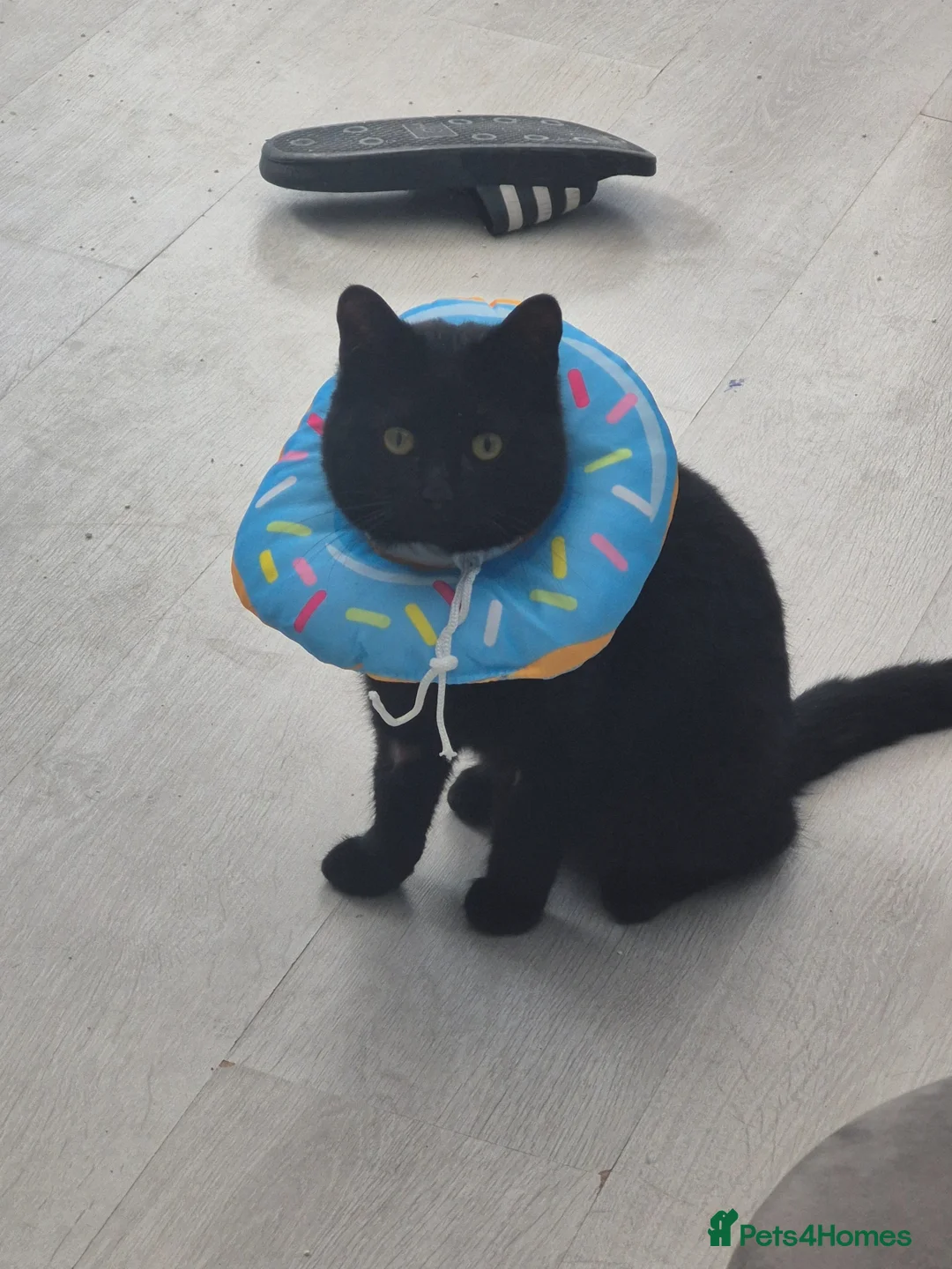 Domestic Shorthair cats for sale: 10 month old Black short haired male  in Melton Mowbray - Advert 4