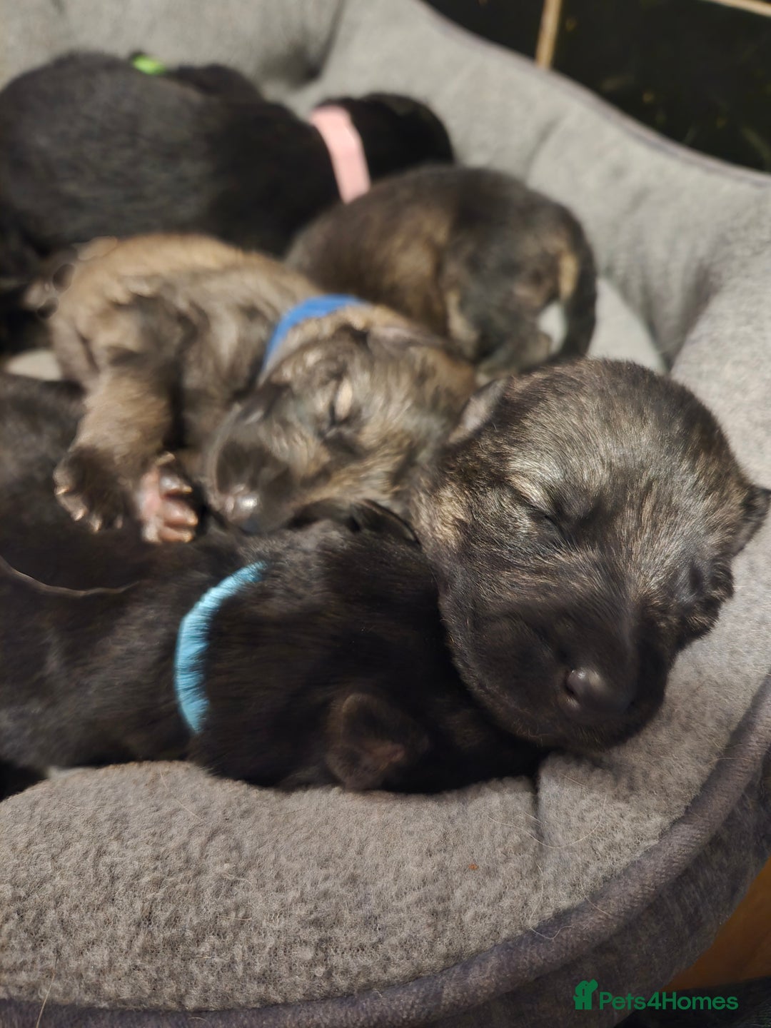 German Shepherd dogs for sale: German Shepherd Puppies - Advert 2