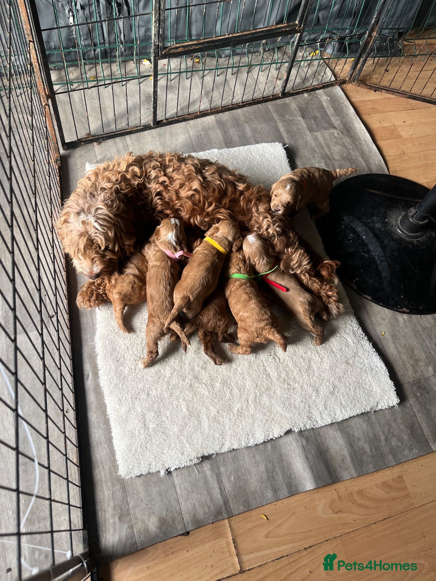 Cockapoo dogs F1b cockapoo prcd-pra clear  - Advert 1