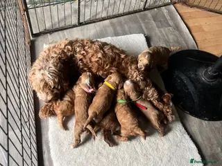 Cockapoo dogs F1b cockapoo prcd-pra clear - Advert 1