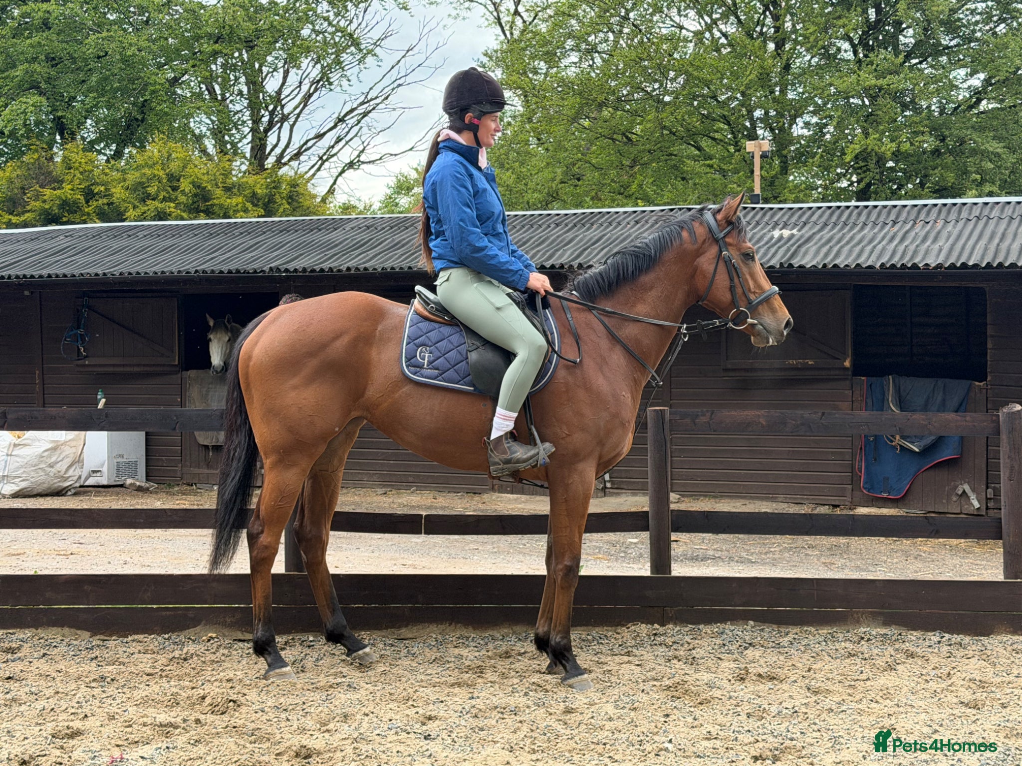 English Thoroughbred horses Lizzie The Yard Legend  - Advert 2