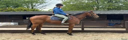 English Thoroughbred horses for sale: Lizzie The Yard Legend  - Advert 2