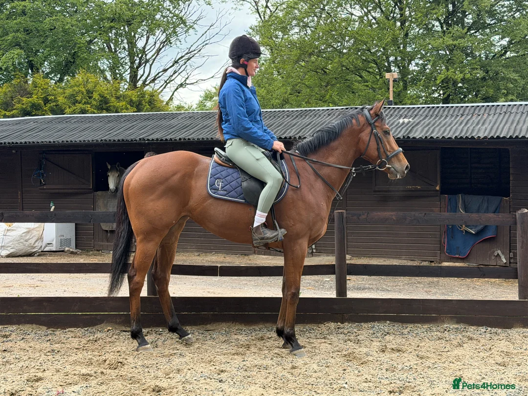 English Thoroughbred horses for sale: Lizzie The Yard Legend  - Advert 2